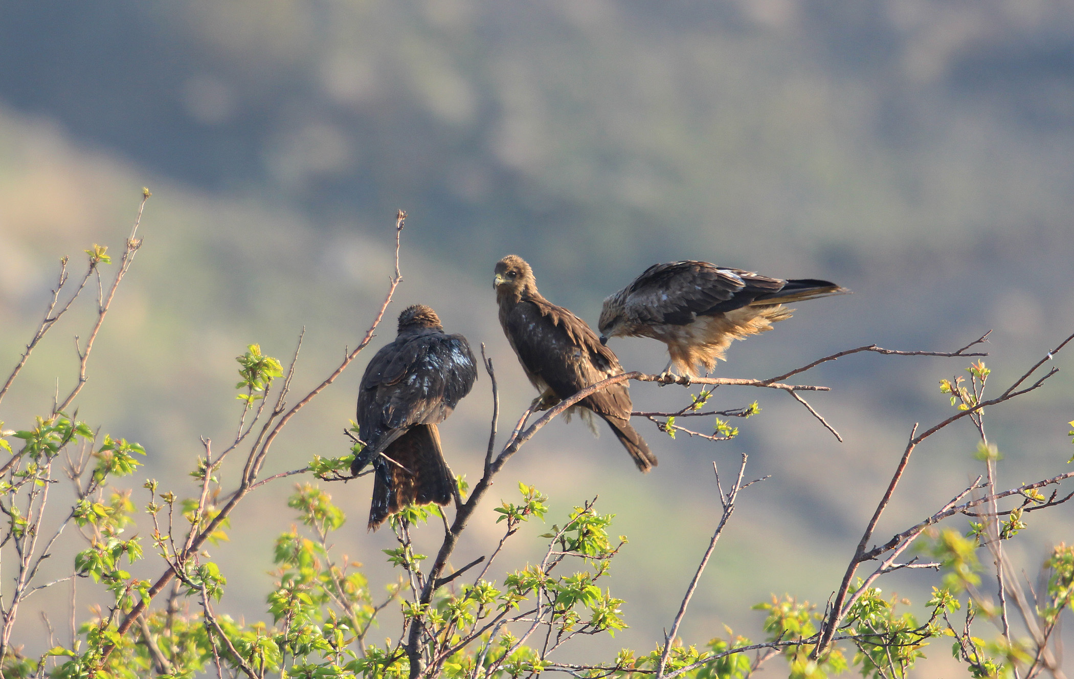 Black Kite